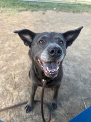 Shelter Stray Female Dog last seen Near BLOCK S 33RD ST, 3528 Newburg Rd, Louisville, KY 40218, USA