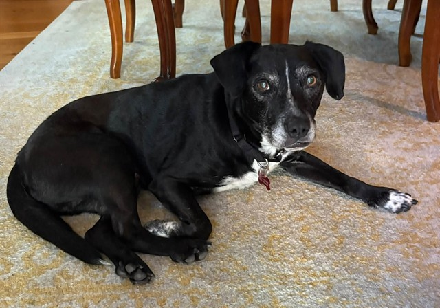 Shelter Stray Male Dog last seen Near BLOCK WOODLAND DR, 3528 Newburg Rd, Louisville, KY 40218, USA