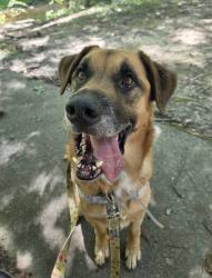 Shelter Stray Male Dog last seen Near BLOCK DIXIE HWY, 3528 Newburg Rd, Louisville, KY 40218, USA