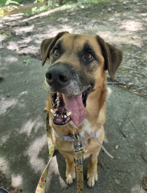 Shelter Stray Male Dog last seen Near BLOCK DIXIE HWY, 3528 Newburg Rd, Louisville, KY 40218, USA
