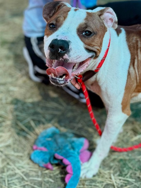 Shelter Stray Male Dog last seen CANE RUN ROAD AND LOWER HUNTERS TRACE, 3528 Newburg Rd, Louisville, KY 40218, USA