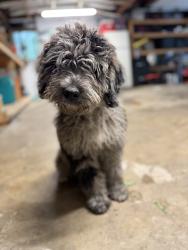 Reunited Female Dog last seen 10&30, Gap, PA 17527