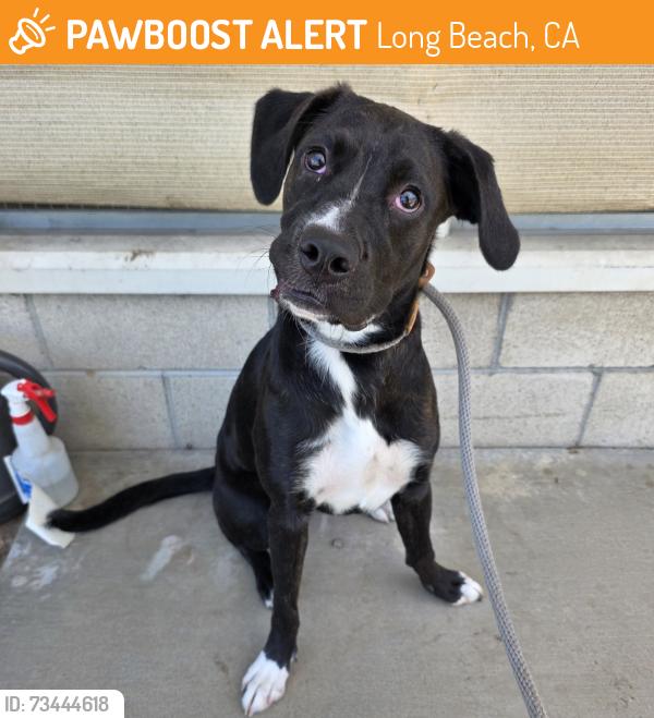 Found/Stray Female Dog last seen Near Fanwood Ave, Long Beach, CA 90815, Long Beach, CA 90815