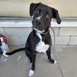 Found/Stray Female Dog last seen Near Fanwood Ave, Long Beach, CA 90815, Long Beach, CA 90815