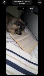 Lost Female Cat last seen Lafayette Park Place Apartment Homes, Detroit, MI 48207