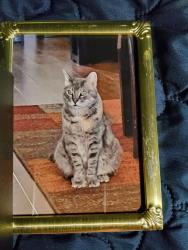 Lost Female Cat last seen Congress Avenue and Woolbright Road, Boynton Beach, FL 33426