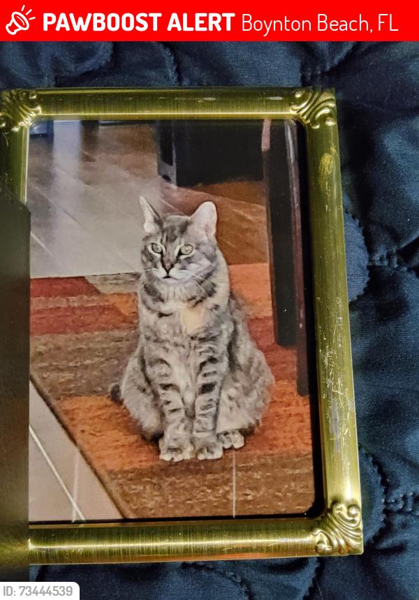 Lost Female Cat last seen Congress Avenue and Woolbright Road, Boynton Beach, FL 33426
