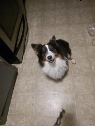 Reunited Male Dog last seen Unknown, Auburn, CA 95603