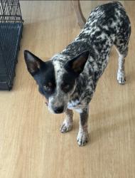 Lost Male Dog last seen Buena Vista & Trabing Rd, Larkin Valley, Watsonville, CA 95076