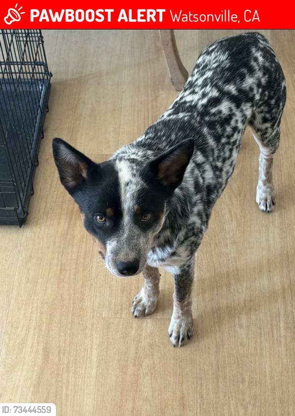 Lost Male Dog last seen Buena Vista & Trabing Rd, Larkin Valley, Watsonville, CA 95076