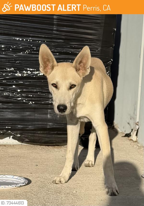 Found/Stray Unknown Dog last seen Rider Street, Perris, CA 92571