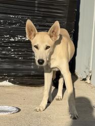 Found/Stray Unknown Dog last seen Rider Street, Perris, CA 92571