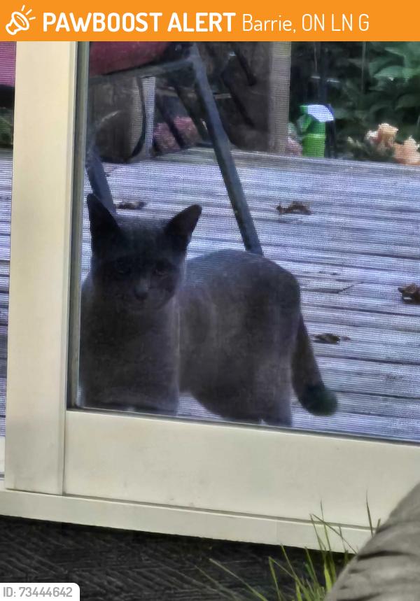 Found/Stray Unknown Cat last seen hemingway and foxrun, Barrie, ON L4N 5G1