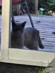 Found/Stray Unknown Cat last seen hemingway and foxrun, Barrie, ON L4N 5G1