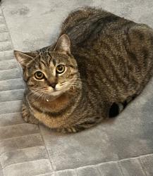 Lost Female Cat last seen 50th & Ferret, Spokane Valley, WA 99206