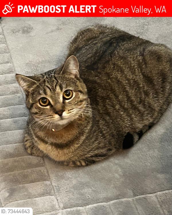Lost Female Cat last seen 50th & Ferret, Spokane Valley, WA 99206