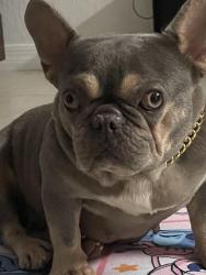 Lost Female Dog last seen Near sw 226th terr miami fl 33170, Miami, FL 33170