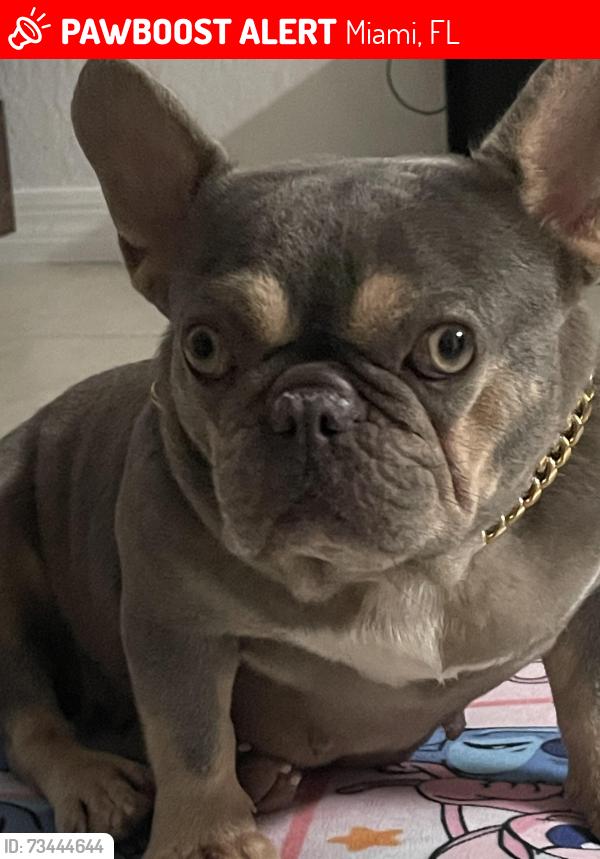 Lost Female Dog last seen Near sw 226th terr miami fl 33170, Miami, FL 33170