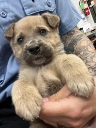Shelter Stray Male Dog last seen Near W ROberts, City of Madera, CA, 205 Tozer St, Madera, CA 93638, USA