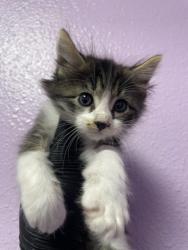 Shelter Stray Male Cat last seen Near SHERBROOKE AVE, CITY of El Paso, TX, 5001 Fred Wilson Ave, El Paso, TX 79906, USA