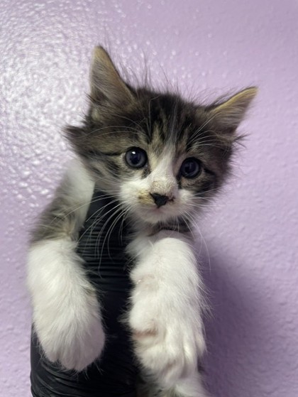 Shelter Stray Male Cat last seen Near SHERBROOKE AVE, CITY of El Paso, TX, 5001 Fred Wilson Ave, El Paso, TX 79906, USA