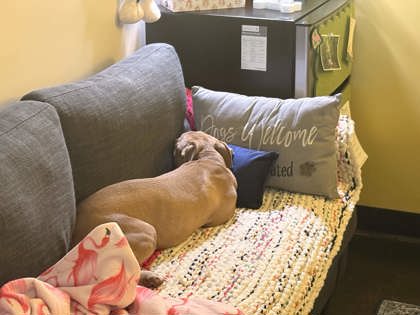 Shelter Stray Female Dog last seen Southeast Corner of Park and Goodlett, Memphis, TN, 935 Farm Rd, Memphis, TN 38134, USA