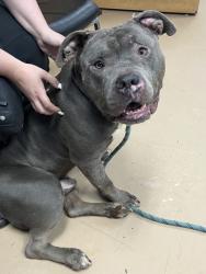 Shelter Stray Male Dog last seen Near Trent Jones Way, 30038, GA, 3280 Chamblee Dunwoody Rd, Chamblee, GA 30341, USA