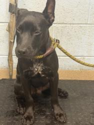 Shelter Stray Male Dog last seen Near Peachford Cir, Dunwoody, GA 30338, 30338, GA, 3280 Chamblee Dunwoody Rd, Chamblee, GA 30341, USA