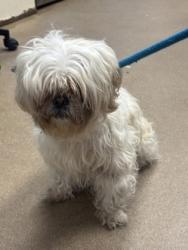 Shelter Stray Female Dog last seen Near Wood Terrace Way 6, 30340, GA, 3280 Chamblee Dunwoody Rd, Chamblee, GA 30341, USA