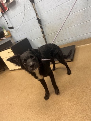 Shelter Stray Male Dog last seen Near North Decatur Road R-21 Decatur, 30032, 30032, GA, 3280 Chamblee Dunwoody Rd, Chamblee, GA 30341, USA