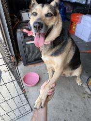 Found/Stray Female Dog last seen Junipero & 28th street, Signal Hill, CA 90755