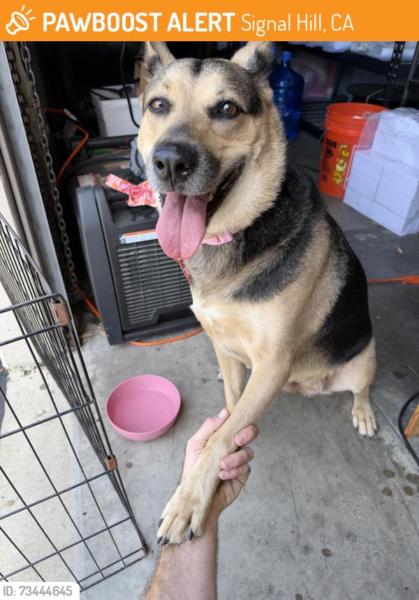 Found/Stray Female Dog last seen Junipero & 28th street, Signal Hill, CA 90755