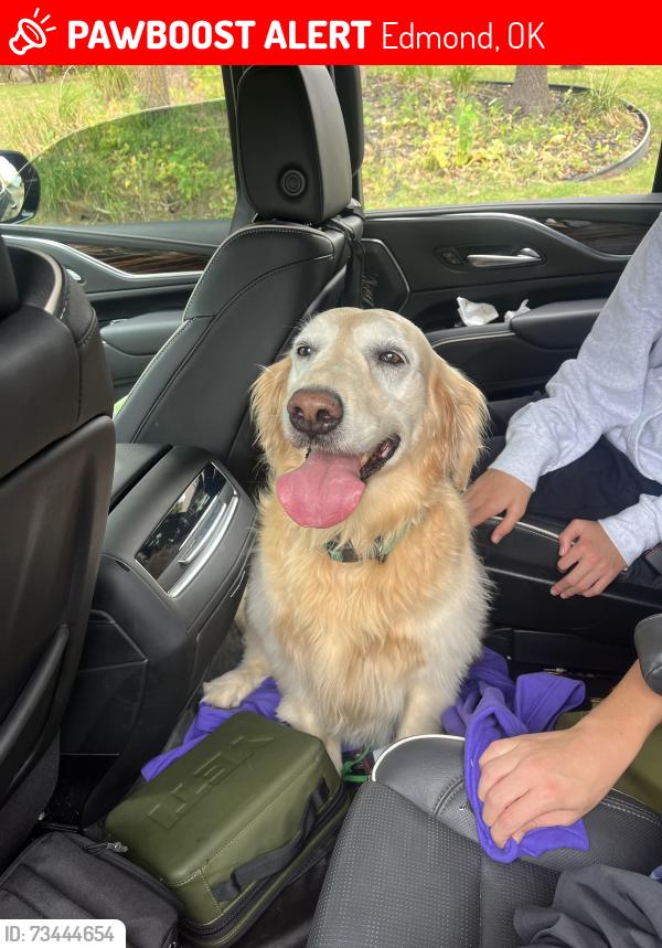 Lost Female Dog last seen North Creek Drive and Deborah, Edmond, OK 73034