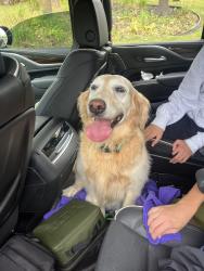 Lost Female Dog last seen North Creek Drive and Deborah, Edmond, OK 73034