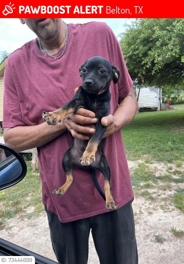 Lost Male Dog last seen Near, Belton, TX 76513