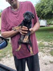 Lost Male Dog last seen Near, Belton, TX 76513