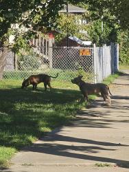 Found/Stray Male Dog last seen West 32nd, Cleveland, OH 44109