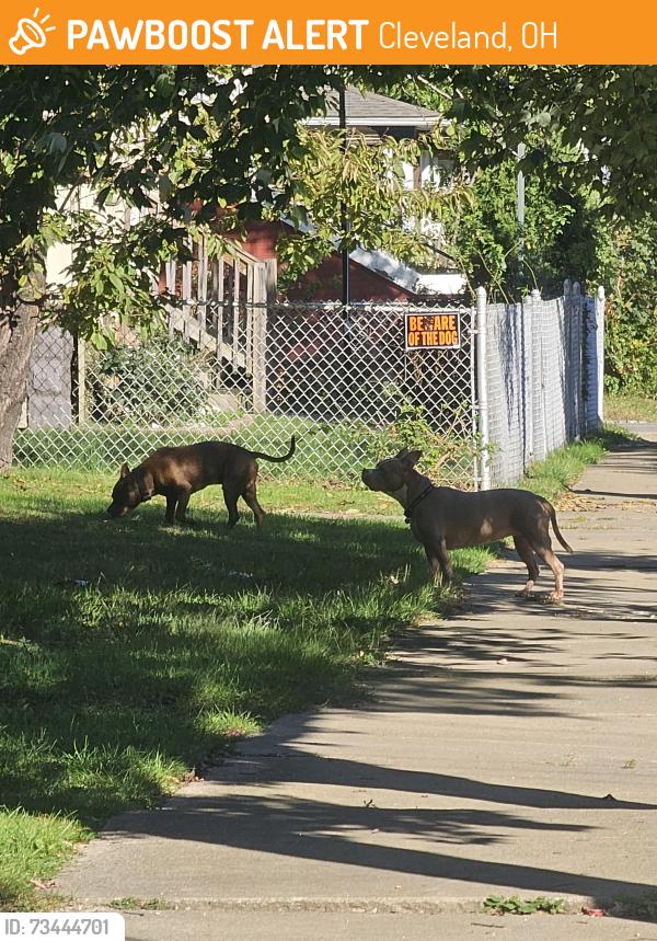 Found/Stray Male Dog last seen West 32nd, Cleveland, OH 44109