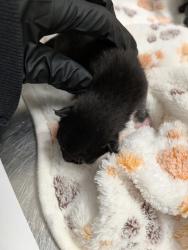 Shelter Stray Male Cat last seen Near S 29th Street, San Diego, CA, 92113, 5500 Gaines St, San Diego, CA 92110, USA