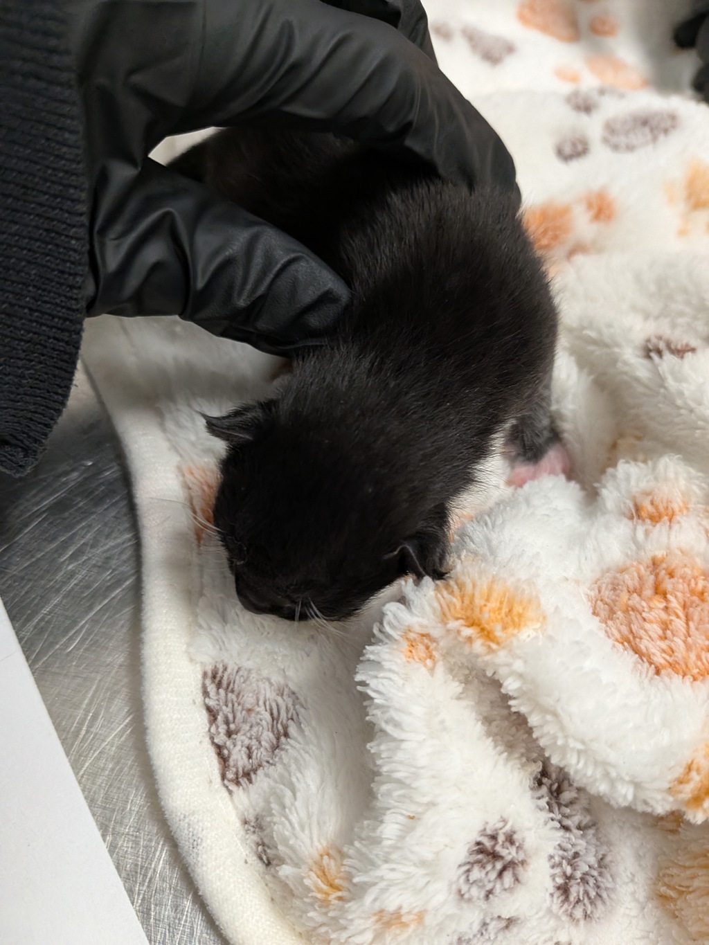 Shelter Stray Male Cat last seen Near S 29th Street, San Diego, CA, 92113, 5500 Gaines St, San Diego, CA 92110, USA