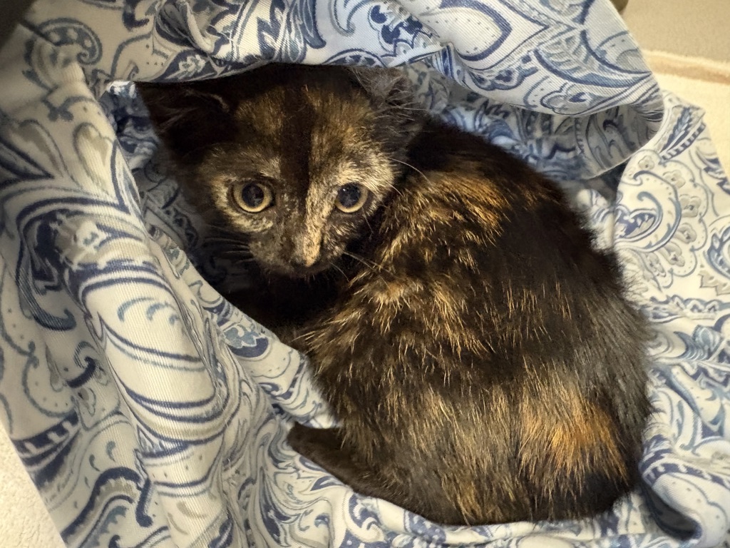 Shelter Stray Female Cat last seen Near Bautista Avenue, Vista, CA, 92084, Oceanside, CA 92058, USA