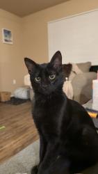 Lost Male Cat last seen N Ave N and Wabash St, Lubbock, TX 79403