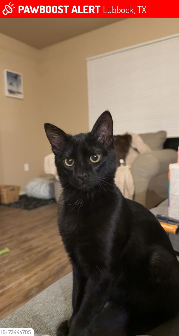 Lost Male Cat last seen N Ave N and Wabash St, Lubbock, TX 79403