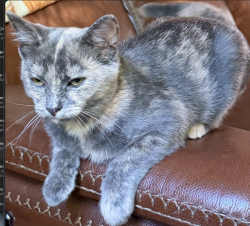 Lost Female Cat last seen N 775 E, E 700 N, Washington Township, IN 47905