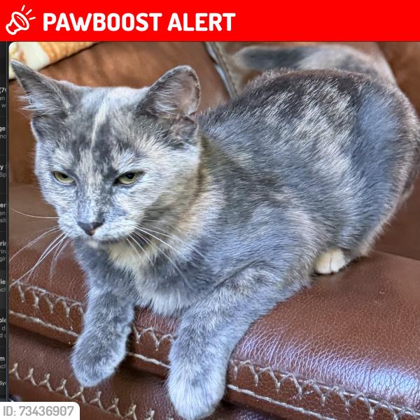 Lost Female Cat last seen N 775 E, E 700 N, Washington Township, IN 47905