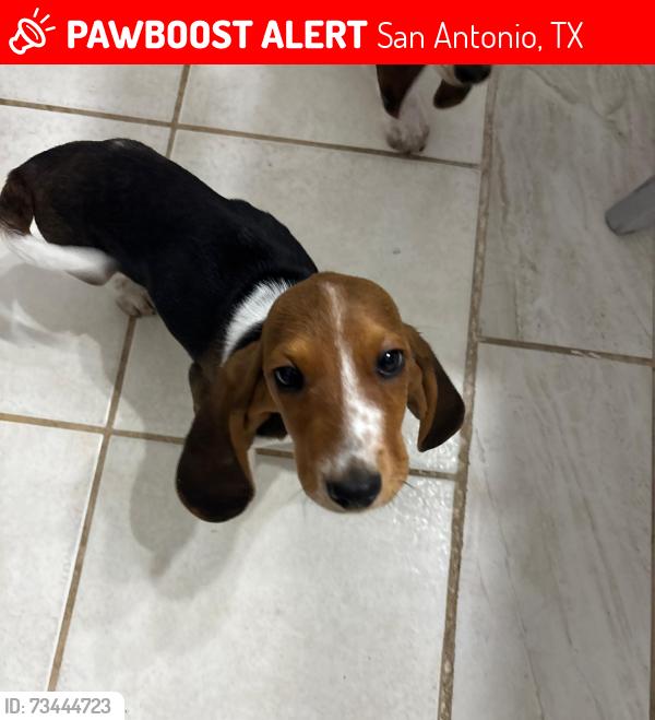 Lost Male Dog last seen dover ridge, San Antonio, TX 78250