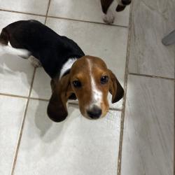 Lost Male Dog last seen dover ridge, San Antonio, TX 78250