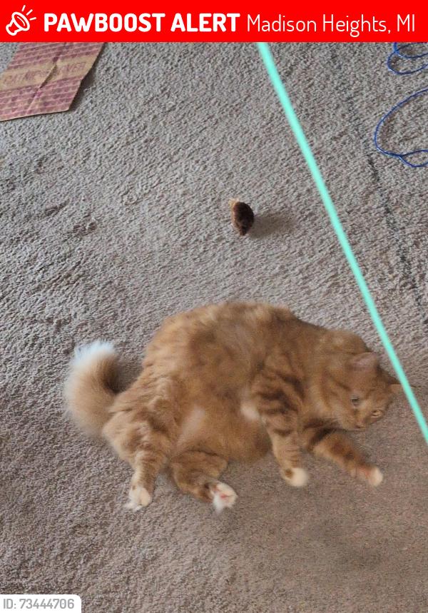 Lost Male Cat last seen Beverly and dequindre, Madison Heights, MI 48071