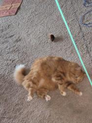 Lost Male Cat last seen Beverly and dequindre, Madison Heights, MI 48071