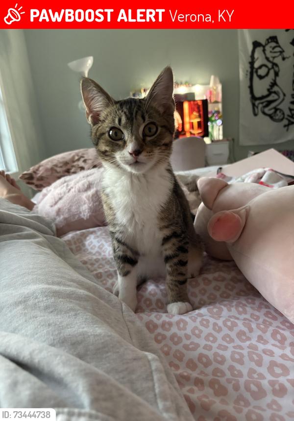 Lost Male Cat last seen Merhyn way, Verona, KY 41092